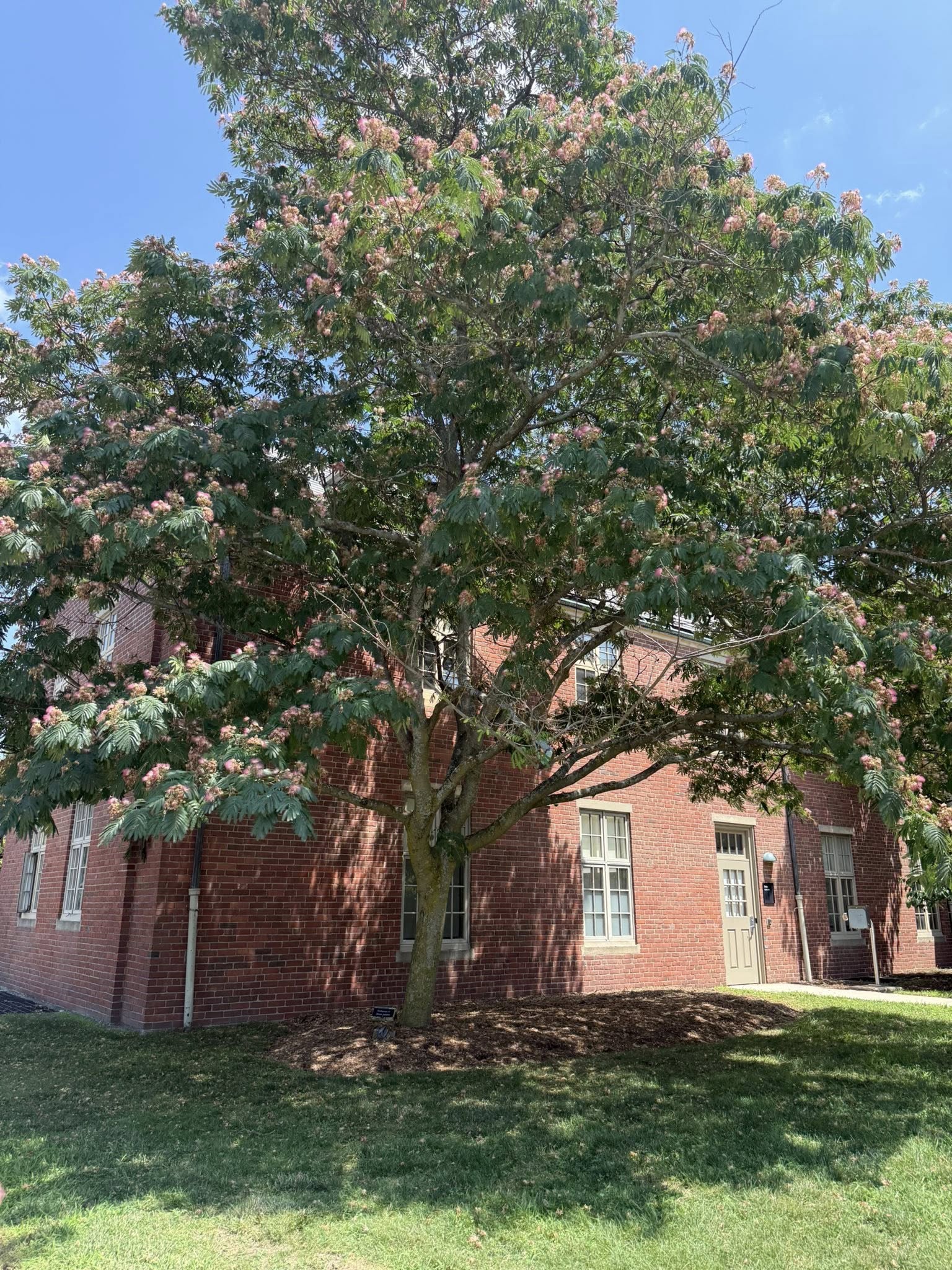 2025 Jesse Isabelle Spirit Award Presentation Tree