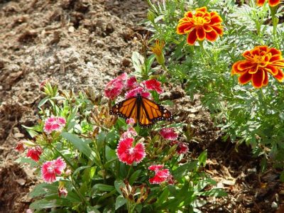 1199969870 butterfly2