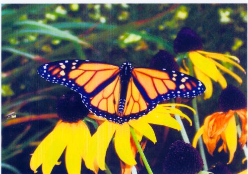 1199969870 butterfly4